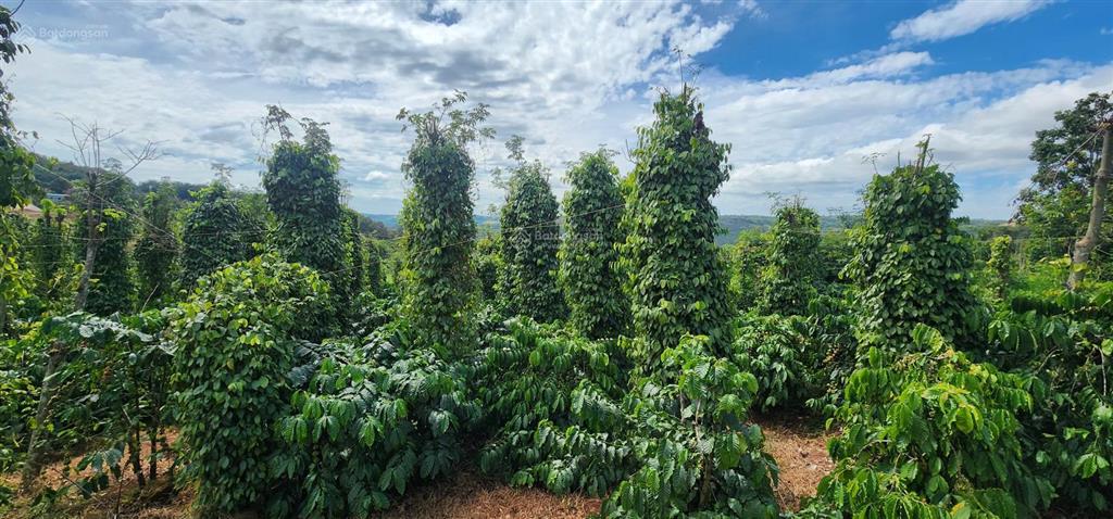 Bán rẫy/trang trại trồng cây lâu năm tại xã trường xuân, lâm đồng