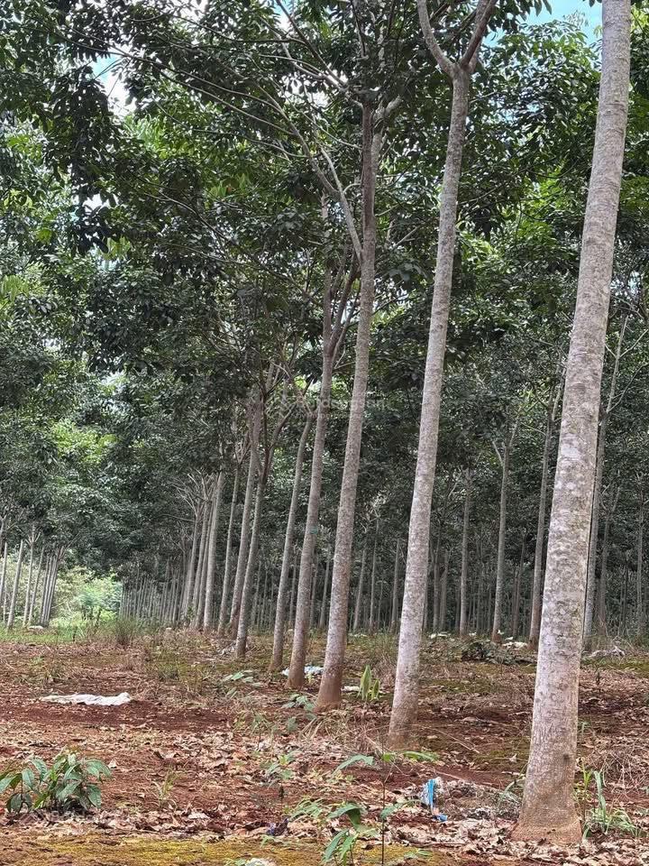 Bán đất tại đt 755, đoàn kết, bù đăng, giá siêu hời 32.6 tỷ, 28547m2