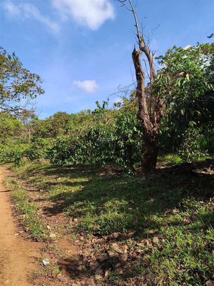 Bán đất đẹp tại đt 755, 34,5 tỷ, 34586 m2, giá ưu đãi, uy tín