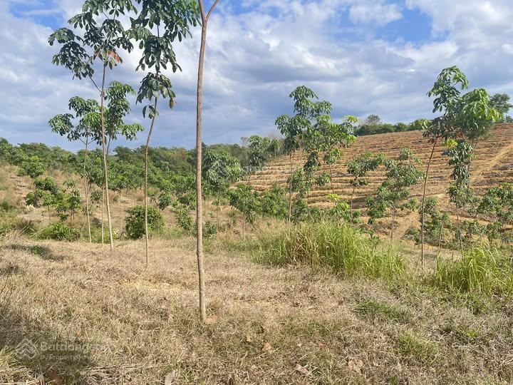 Bán đất tại đt 755, đoàn kết, bù đăng, 30,6 tỷ, 26,580 m2, hàng hiếm tốt