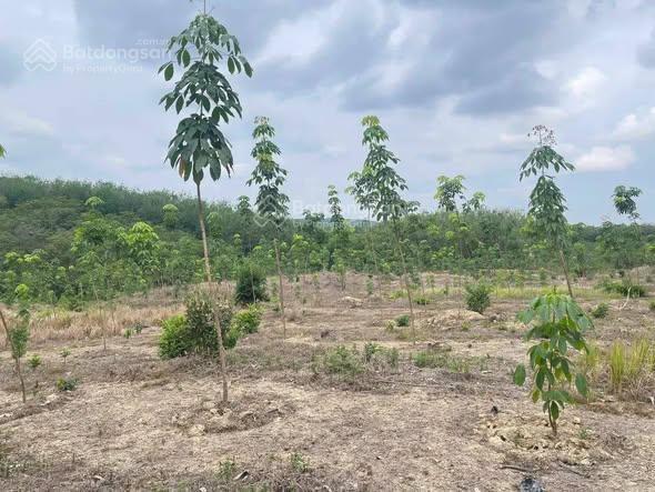 Bán đất tại đt 755, đoàn kết, bù đăng, 30,6 tỷ, 26,580 m2, hàng hiếm tốt