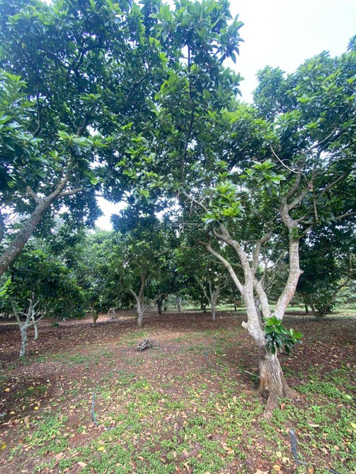 Chính chủ bán gấp 500m² đất đẹp mặt tiền bảo vinh, long khánh