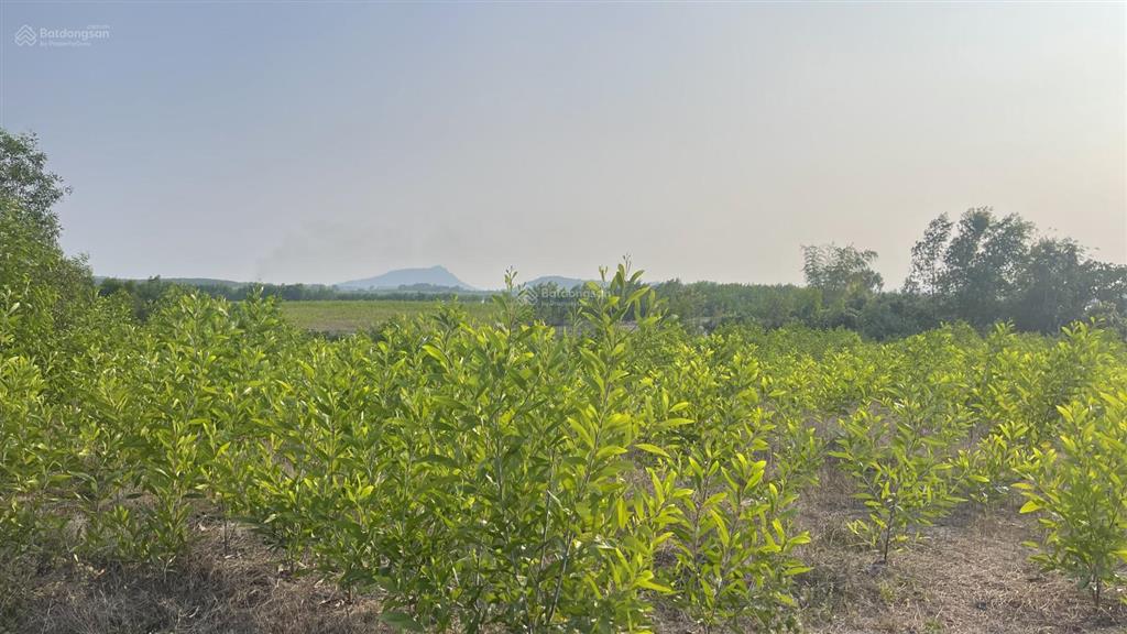 Siêu phẩm hót hit đập gia măng, xuân lộc, đồng nai