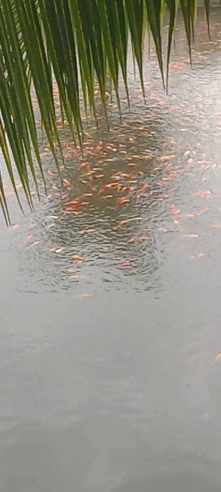 BÁN ĐẤT XÃ BÌNH LỢI - BÌNH CHÁNH, 10.387M2 SẴN 2 SỔ HỒNG CHỈ 2 TỶ/1000M2. LH:0978435476.