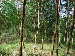 Cam kết không đăng ảo. chính chủ cần chuyển nhượng lô đất rẫy 7 hecta