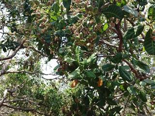 Đất vườn cln giáp đường/ suối hơn 2ha cực đẹp trồng được nhiều loại cây