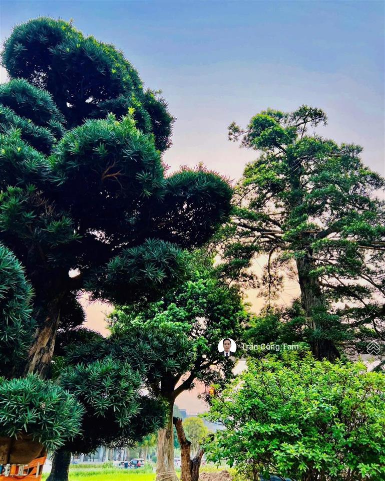 Bán biệt thự góc 304m2, 150 triệu / m2 tại khu đô thị mới lideco  bắc quốc lộ 32, hoài đức