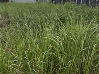 Ở long an gần vòng xoay mũi tàu gia chủ đang kẹt muốn bán lô này giá yêu thương 439tr/115m2