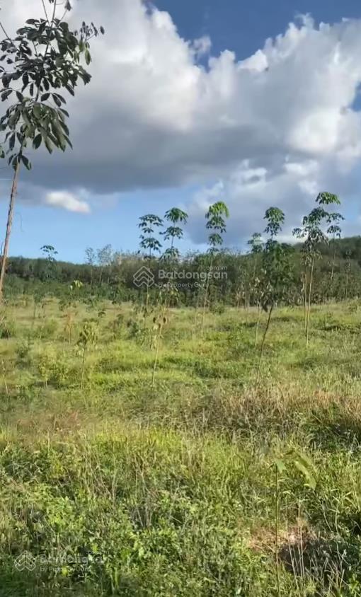 Bán đất đẹp, nhiều tiện ích tại xã minh hưng, 24 tỷ, 61240m2