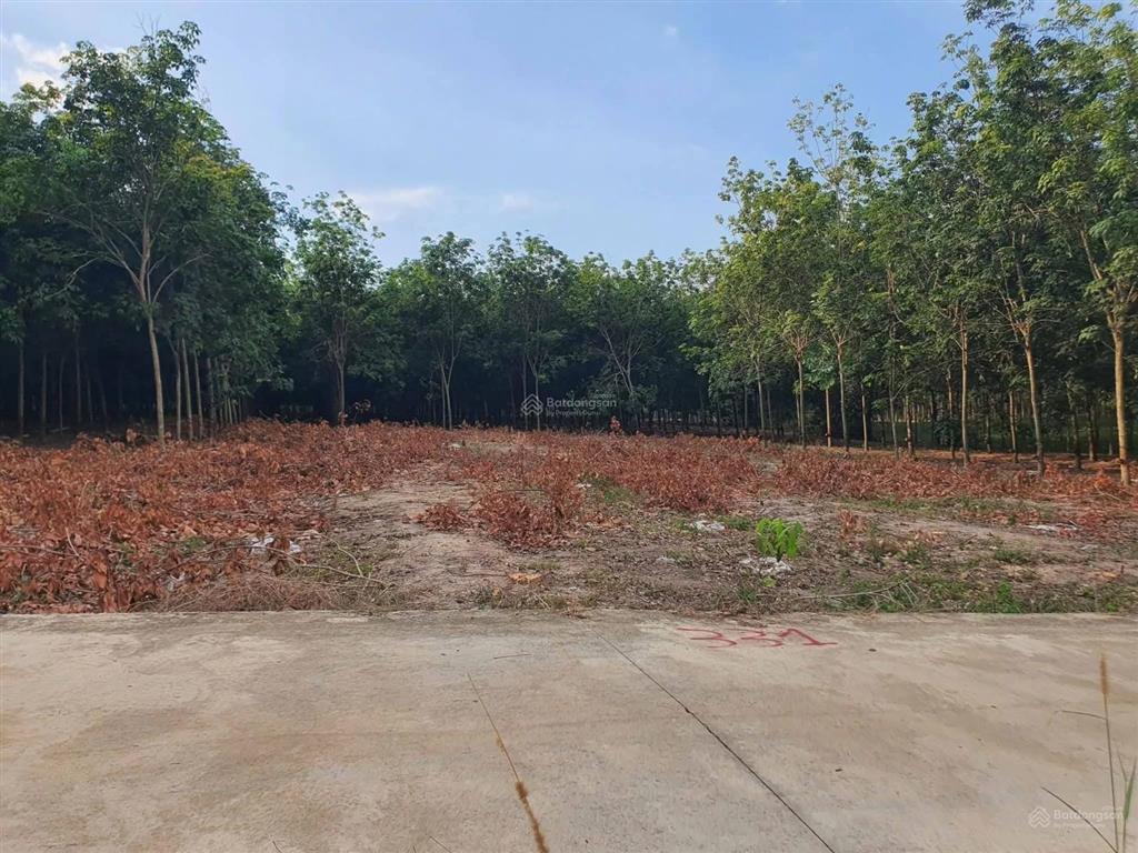 Bán gấp đất nền tại thôn 1, nguyễn thị minh khai, 1,3 tỷ, 980m2