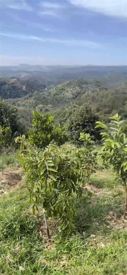 Bán đất cách quốc lộ 14 3km, minh hưng, bù đăng, 24,8 tỷ, 52486 m2