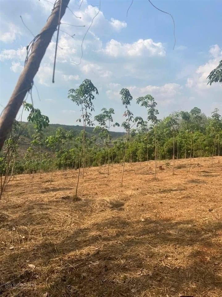 Bán đất cách quốc lộ 14 3km, minh hưng, bù đăng, 24,8 tỷ, 52486 m2
