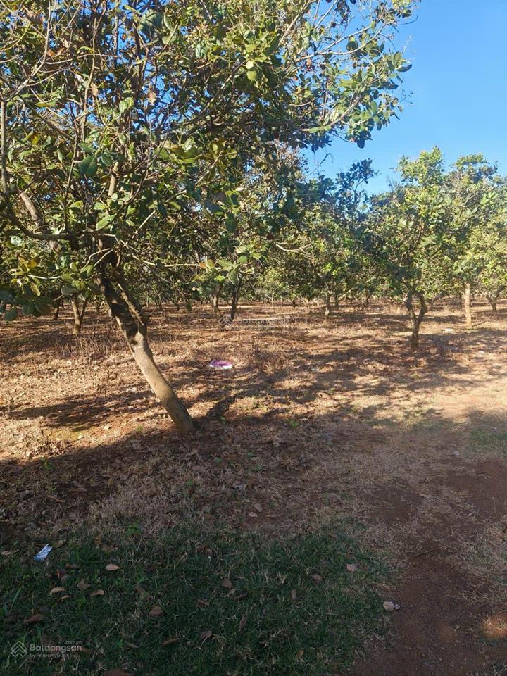 Bán đất tại quốc lộ 14, minh hưng, bù đăng, 16,6 tỷ, 36246 m2, uy tín, giá ưu đãi