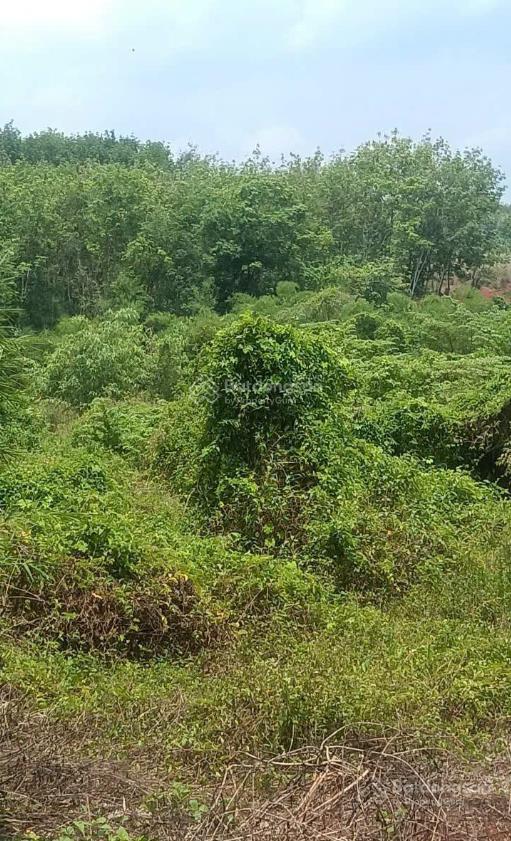 Bán đất tại xã minh hưng, huyện bù đăng, 32tỷ, 52448 m2, view đẹp giá tốt