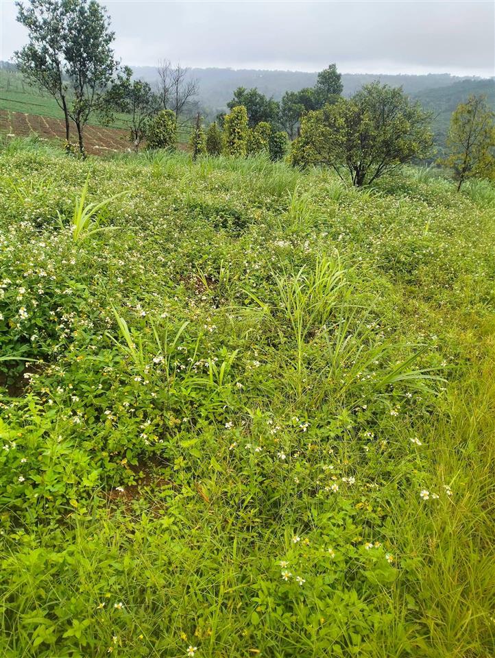 Bán đất tại xã phước an, huyện hớn quản, bình phước, 26 tỷ, 24362 m2