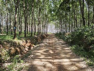 9,2sào (tương đương 9.200m2) đất cao su mặt đường đất cấp phối lớn