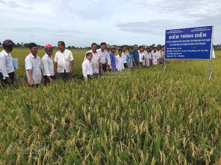 Ly hôn bán gấp lô đất 5.500m2 ngay ql22 phường gò dầu, tây ninh, giá 24,5 tỷ
