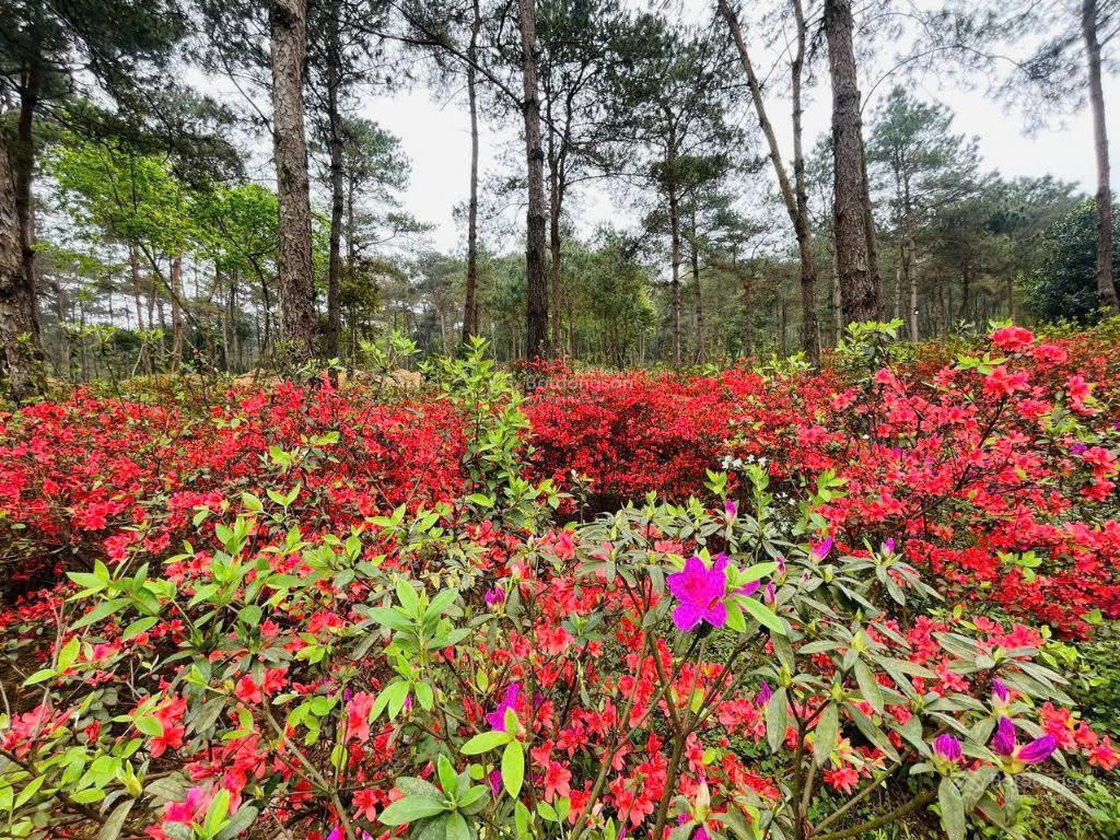 Bán ngoại giao căn hoa hậu biệt thự đơn lập 372m2 dự án valley park  thanh xuân valley