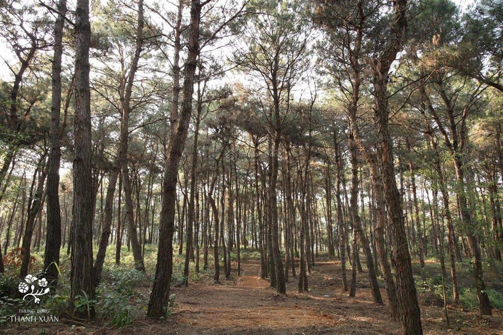 Bán ngoại giao căn hoa hậu biệt thự đơn lập 372m2 dự án valley park  thanh xuân valley