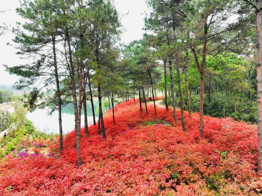 Bán ngoại giao căn hoa hậu biệt thự đơn lập 372m2 dự án valley park  thanh xuân valley