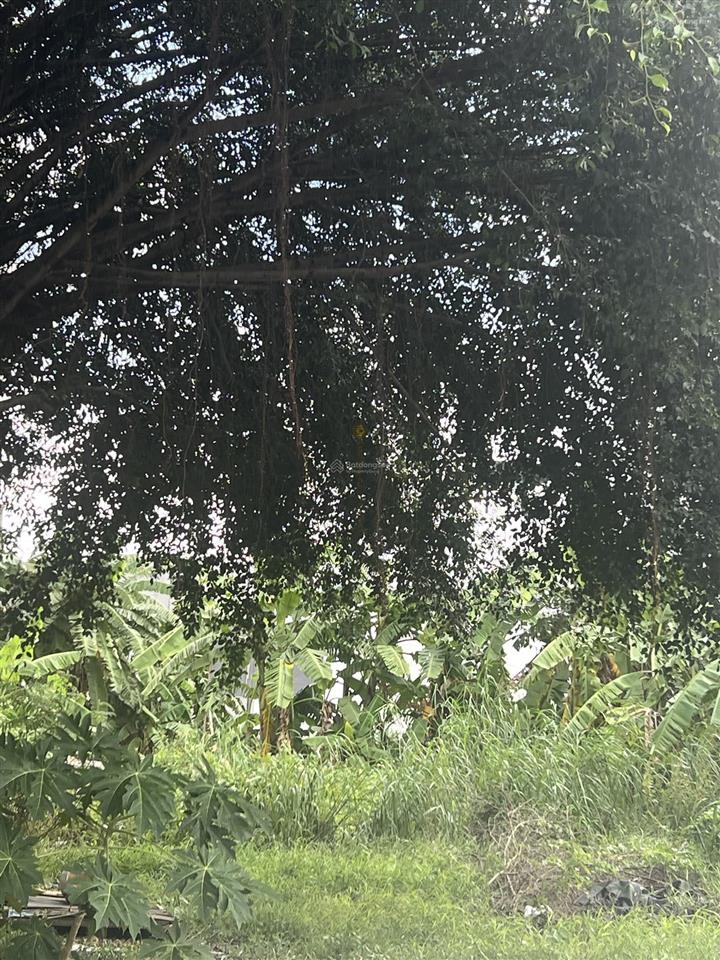 Bán đất xây biệt thự mặt tiền trương văn bang thạnh mỹ lợi quận 2. dt  7.1x19, giá 53,2 tỷ