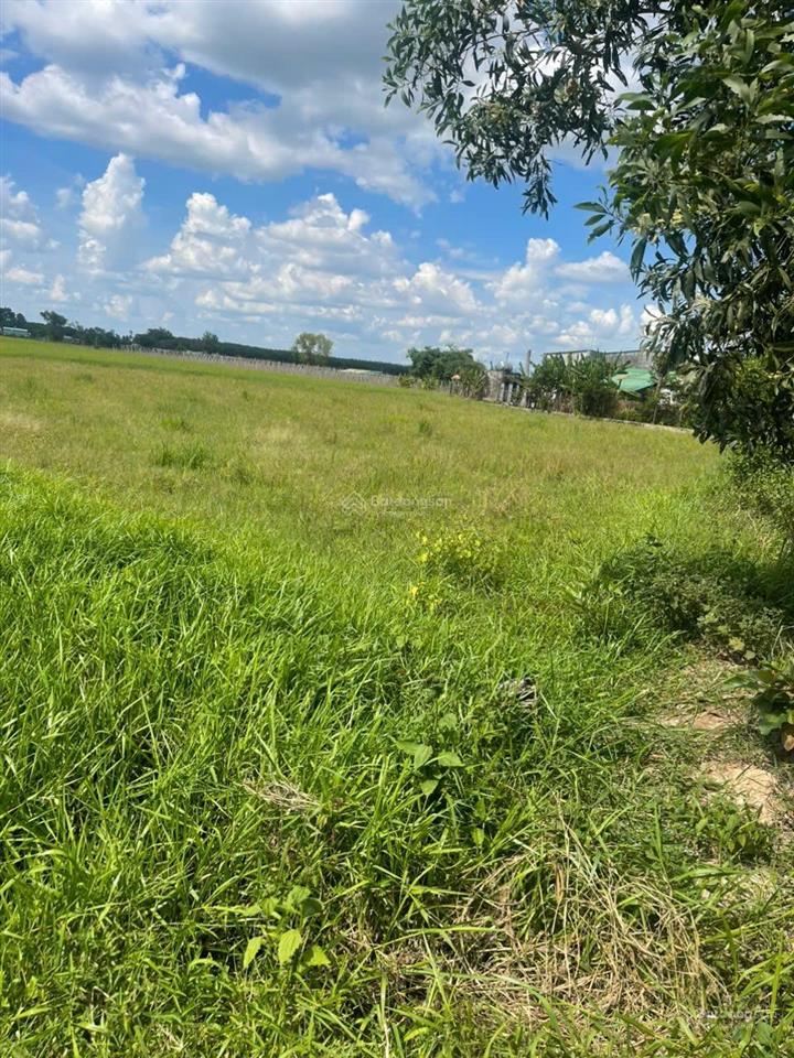 Bán đất 215.5m2 tại ấp long cường, long thuận, bến cầu, tây ninh, chỉ với 290 triệu vnd