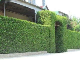 Chính chủ cần bán đất đan phượng, hà nội, giá 4 tỷ có thương lượng