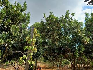 Bố mẹ đã có tuổi không còn khả năng làm rẫy nữa nên em cần bán