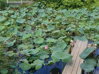 Xuất cảnh bán gấp  bán đất quốc lộ 1a 2500m²  50 tỷ