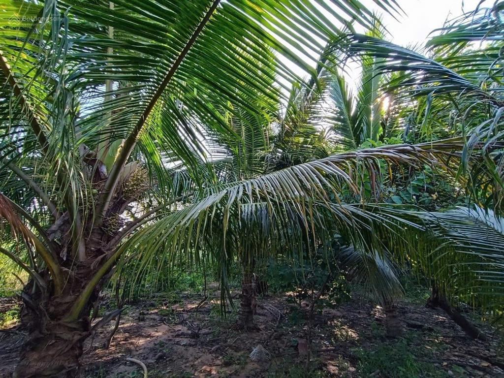 Bán nhà riêng chính chủ tại tỉnh lộ 751, huyện dầu tiếng, 1 tỷ, 645 m2