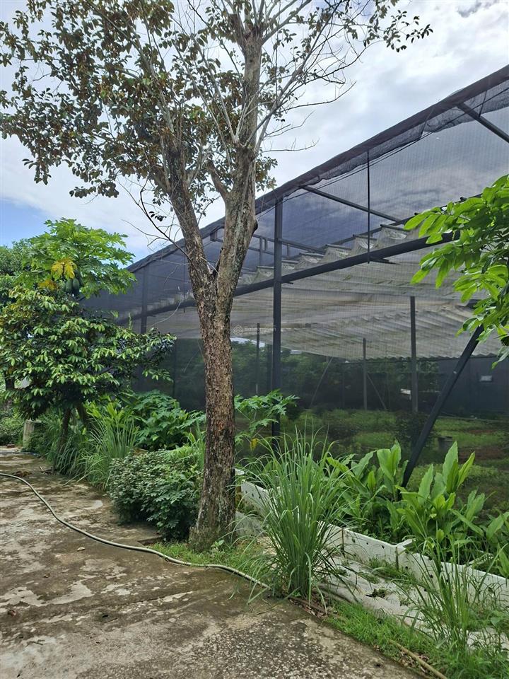 Chính chủ bán quỹ đất 1.387m thôn hà tây 2, xã điện hòa, điện bàn, quảng nam