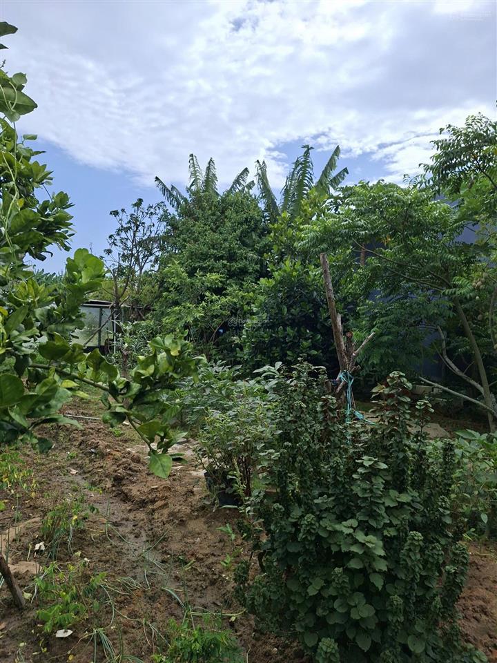 Chính chủ bán quỹ đất 1.387m thôn hà tây 2, xã điện hòa, điện bàn, quảng nam