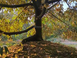 Bán đất vườn sầu riêng huyện châu thành bến tre