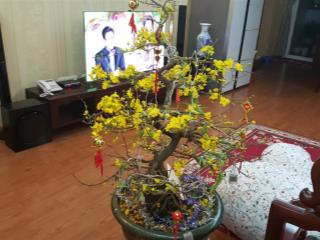 Bán gấp căn hộ 3pn + 2wc giá tốt tại 1002 gh3 ct17 green house, việt hưng, hà nội