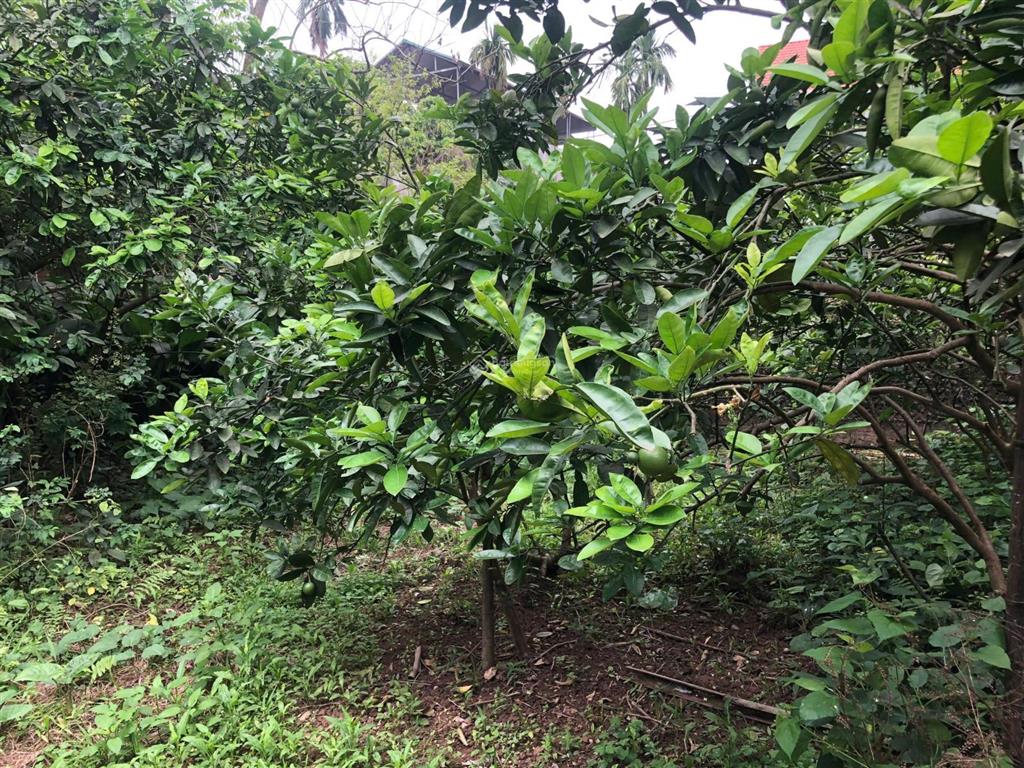 Bán gấp đất thổ cư đẹp, 10 tỷ, 162.5m2 tại thống nhất, xã song phượng, huyện đan phượng