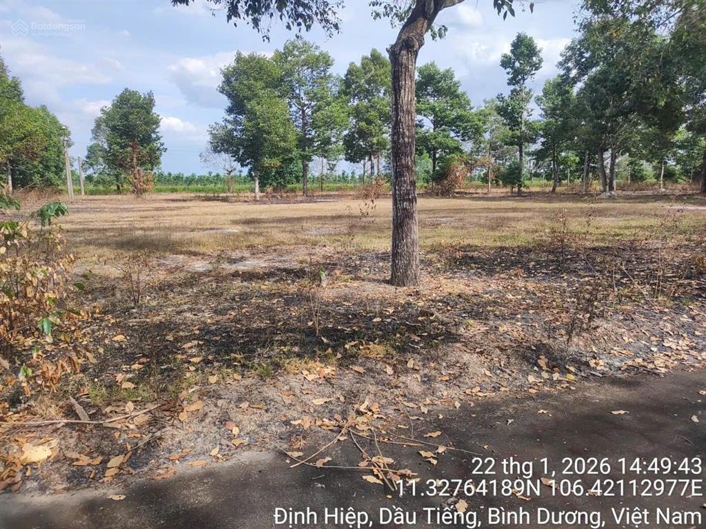 Hàng hiếm tại định hiệp, dầu tiếng, bình dương, diện tích 210m2