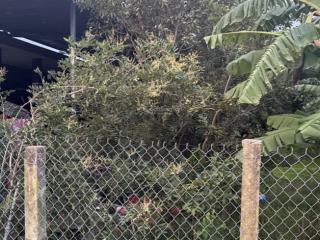 Đất ont 240m2, vĩnh công, tây ninh. giá 1,5 tỉ. đt 0988 644 ***