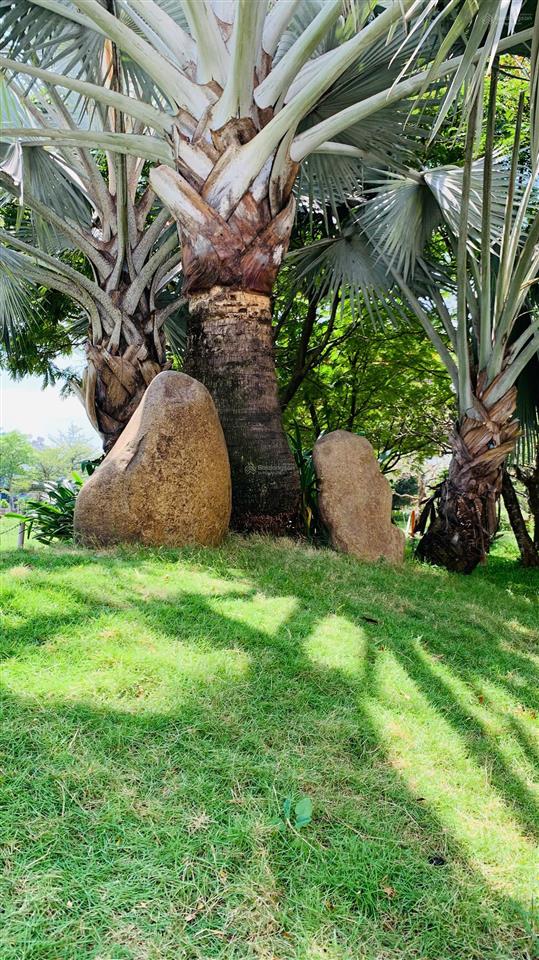 Cần tiền bán rẻ gấp căn hộ góc sunview town thủ đức hướng đông nam sổ hồng sẵn công viên ven sông