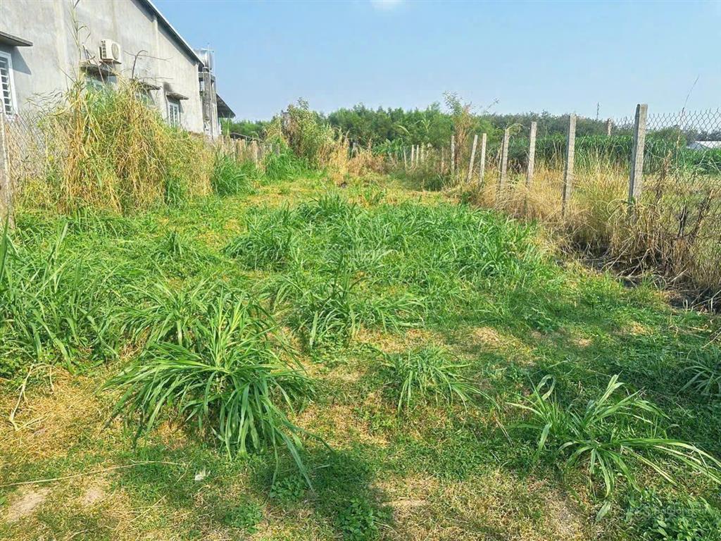 Giá ngộp 750 triệu 399.1m2 kp hòa bình, trảng bàng  thổ cư  shr  mặt tiền 8m