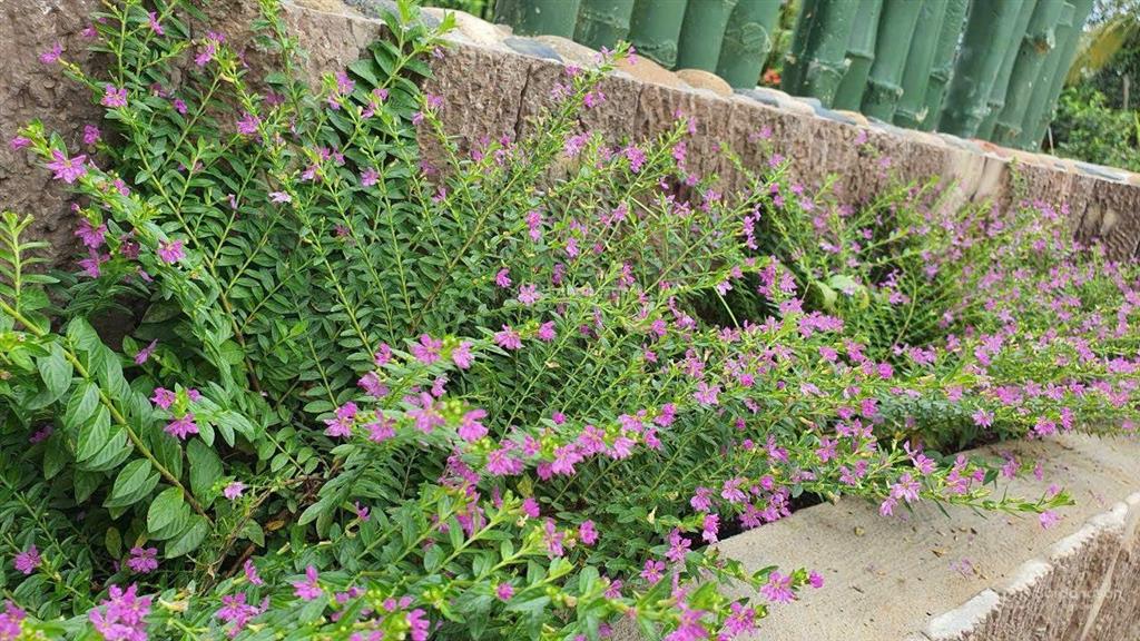 Đất nghĩ dưỡng đường số 5 long phước, gần vinhomes q9. đối diện aquasyty đảo phượng hoàng. 17tr/m