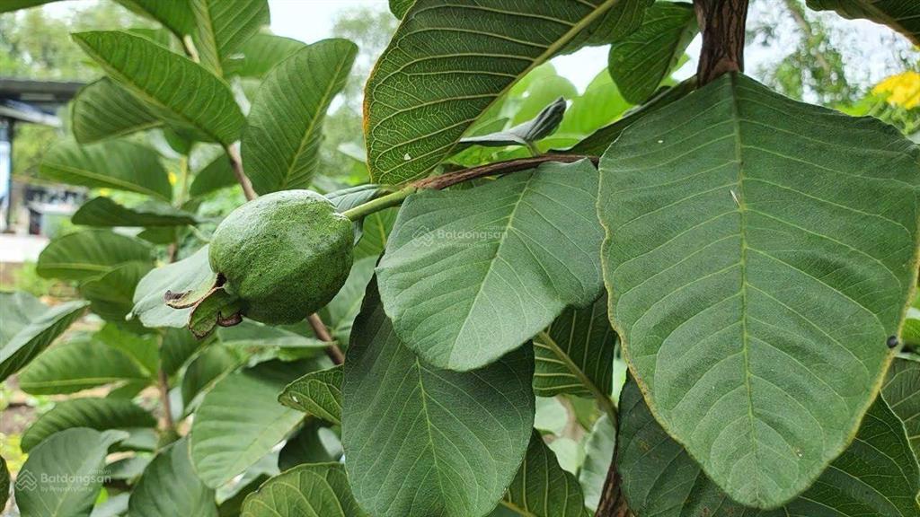 Đất nghĩ dưỡng đường số 5 long phước, gần vinhomes q9. đối diện aquasyty đảo phượng hoàng. 17tr/m