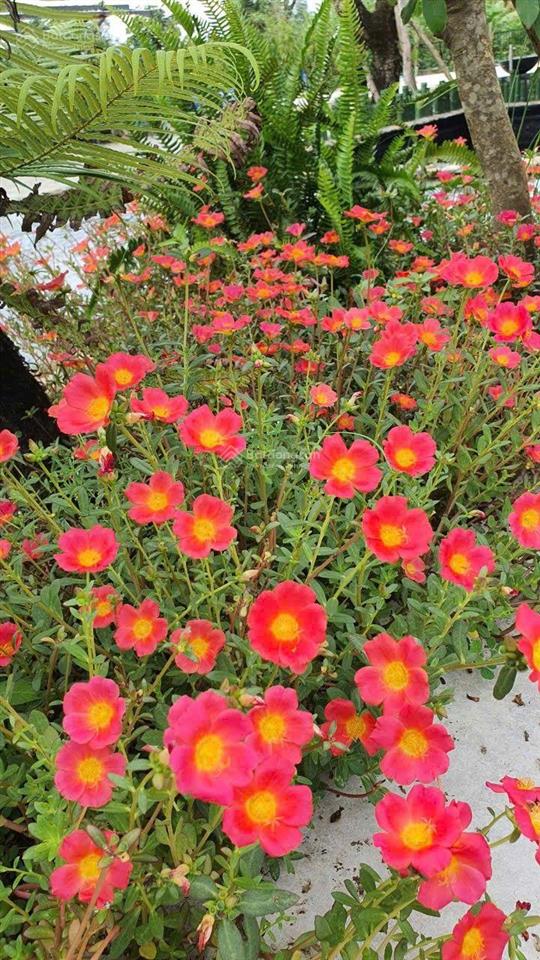 Đất nghĩ dưỡng đường số 5 long phước, gần vinhomes q9. đối diện aquasyty đảo phượng hoàng. 17tr/m