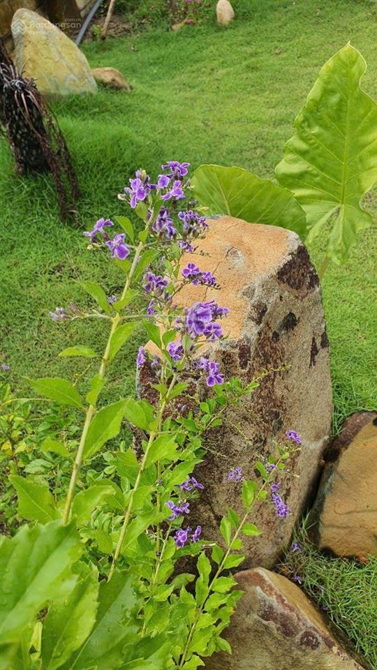 Đất nghĩ dưỡng đường số 5 long phước, gần vinhomes q9. đối diện aquasyty đảo phượng hoàng. 17tr/m