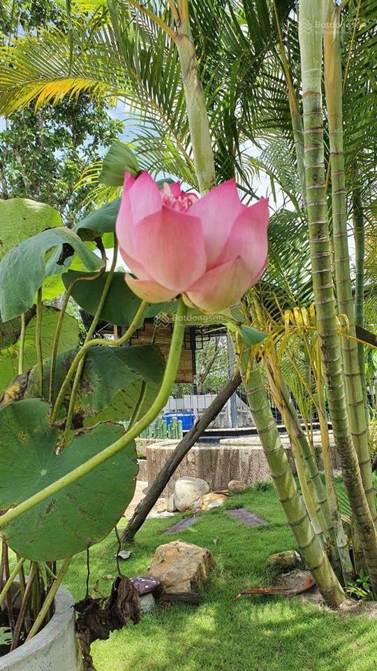 Đất nghĩ dưỡng đường số 5 long phước, gần vinhomes q9. đối diện aquasyty đảo phượng hoàng. 17tr/m