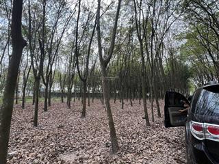 Cho thuê đất nền p. hòa lợi, tp. bến cát với diện tích lớn 3.914m2, đang có 300m2 thổ cư