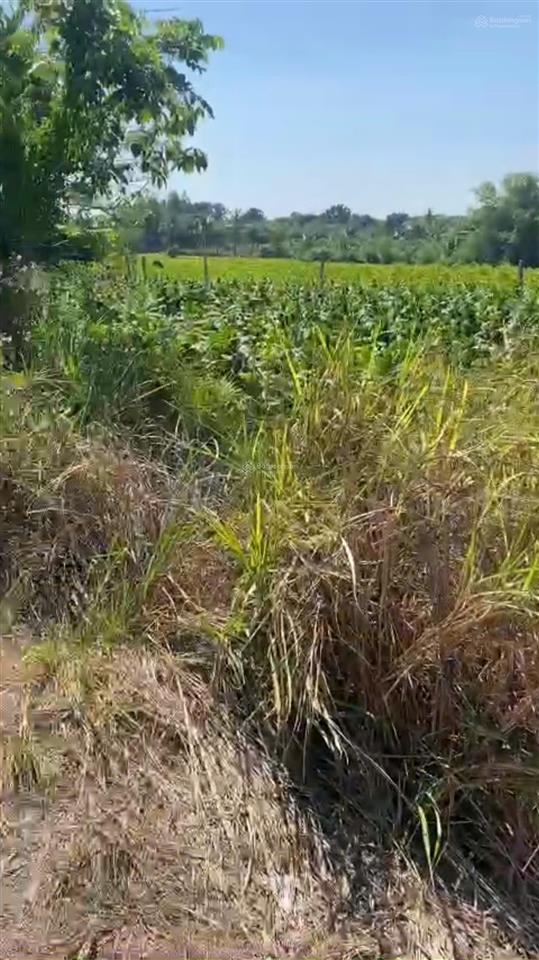 Cần bán gấp lô đất thôn xóm mới, xã ninh tây, dt 14.647 m2
