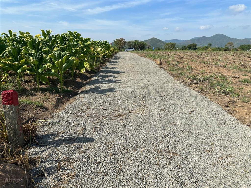 Cần bán gấp lô đất thôn xóm mới, xã tây ninh hòa, dt 4.959 m2