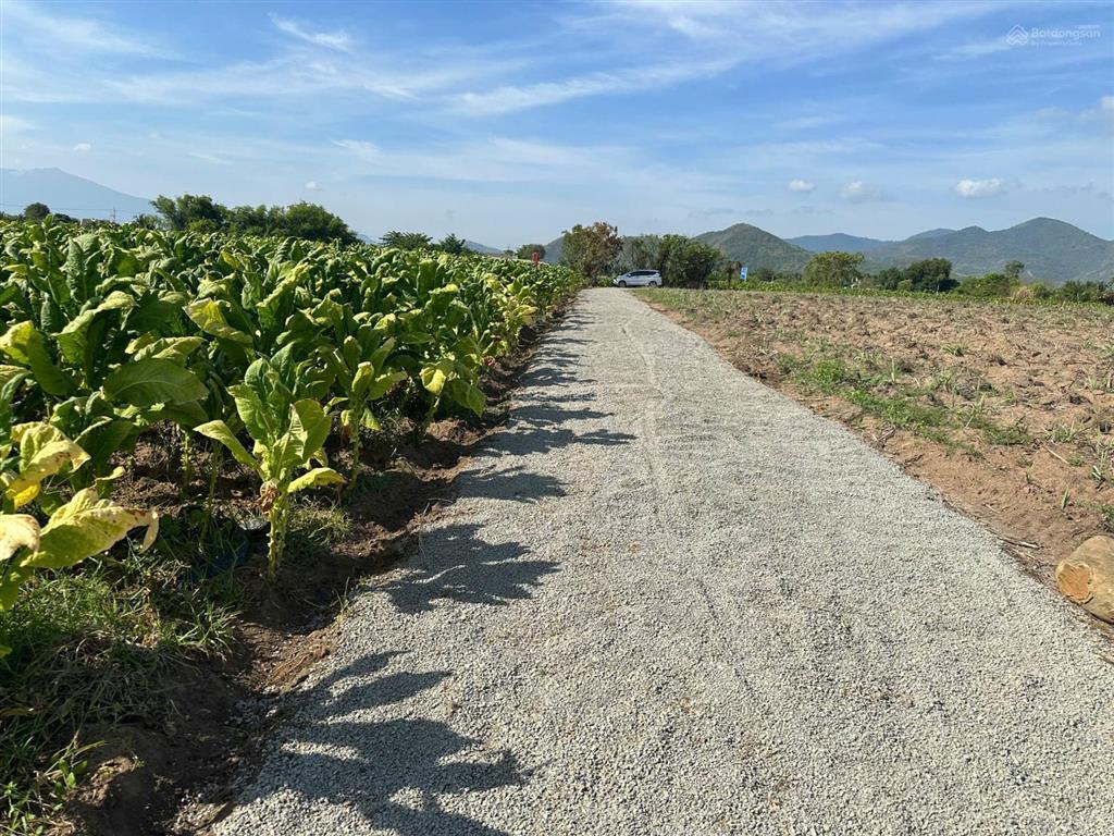 Cần bán gấp lô đất thôn xóm mới, xã tây ninh hòa, dt 4.959 m2