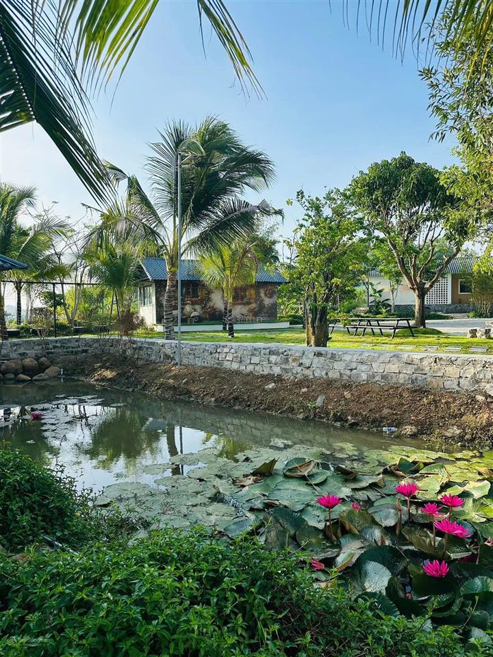 Siêu phẩm 399tr với lô đất view lúa sông f0 duy nhất tại brvt nằm trong tổ hợp homestay lúa farm