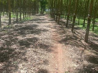 Chính chủ cần bán 19000m2 đất trồng cao su lâu năm giá 14.5 tỷ